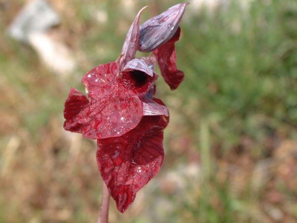 Serapias cordigera, S. vomeracea
